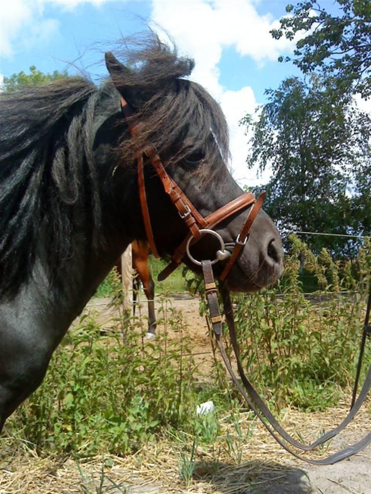 Miniature Herkules R.I.P - <3 billede 10