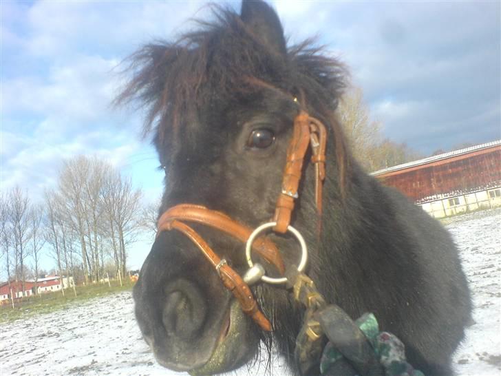 Miniature Herkules R.I.P - se hvor flot han er !<3 billede 12