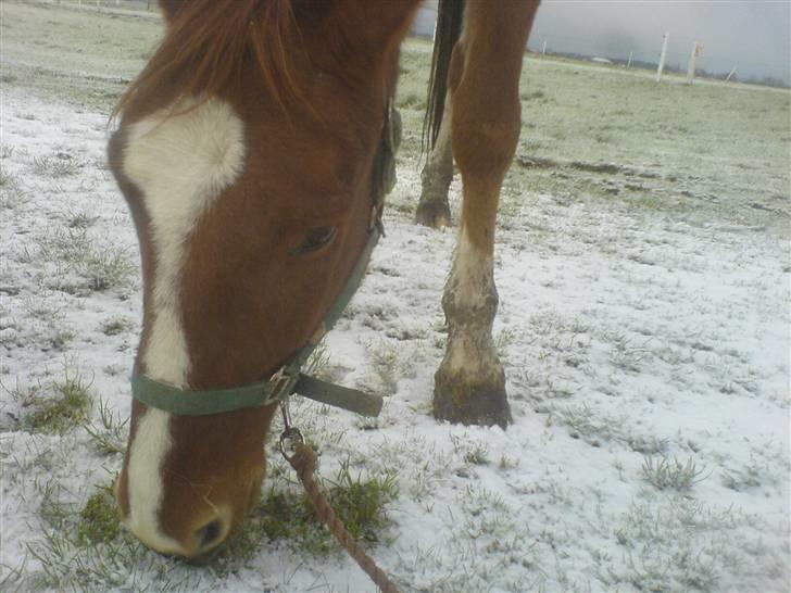 Frederiksborg Ferdinand billede 12