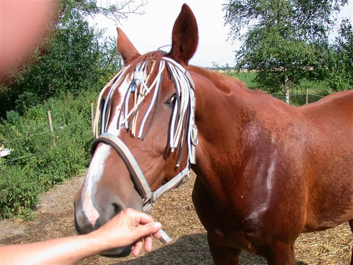 Frederiksborg Ferdinand billede 13