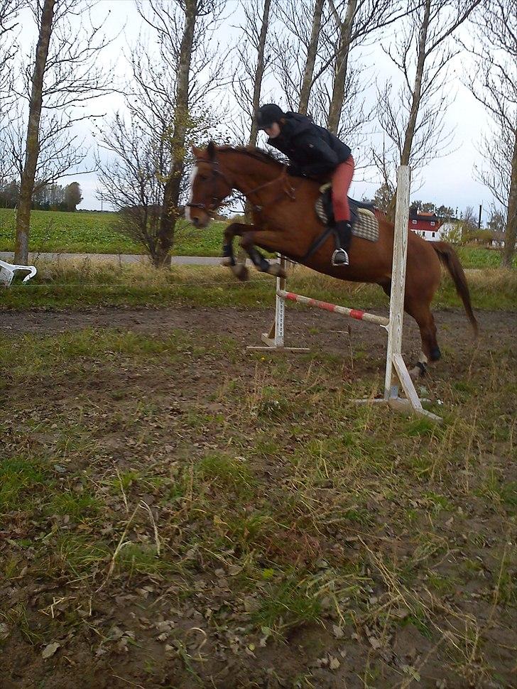 Frederiksborg Ferdinand billede 15