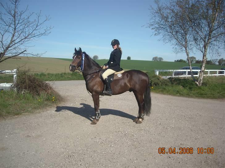 Welsh Cob (sec D) Nando<3(Gumle) [Solgt] (: - Været til stævne i Helsinge billede 8