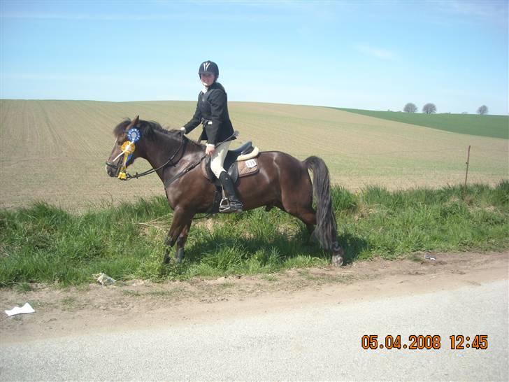 Welsh Cob (sec D) Nando<3(Gumle) [Solgt] (: - Skal altså lige tisse billede 9