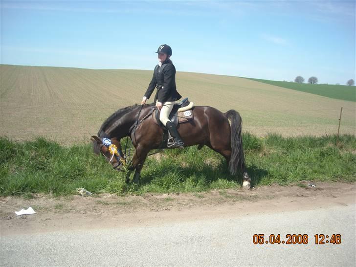 Welsh Cob (sec D) Nando<3(Gumle) [Solgt] (: - Ahhh... det er skønt billede 10