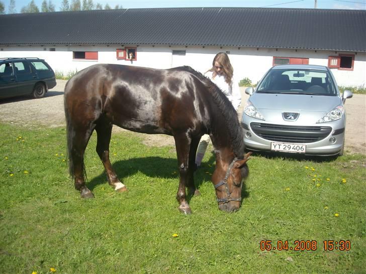 Welsh Cob (sec D) Nando<3(Gumle) [Solgt] (: - dejligt billede 12