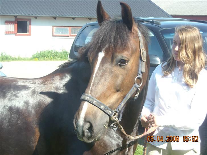 Welsh Cob (sec D) Nando<3(Gumle) [Solgt] (: - Nando og Tine billede 13