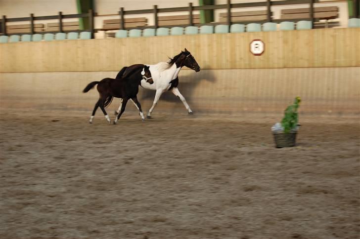 Pinto Storgaards Isabella - Følbedømmelse 2008. billede 8
