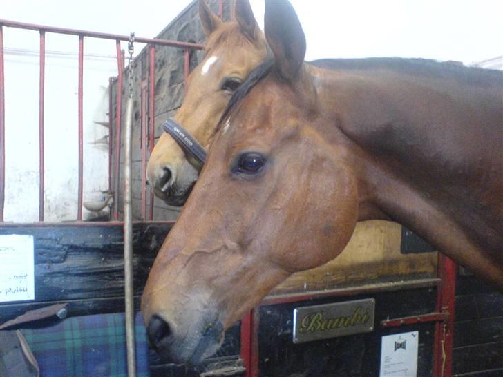 Anden særlig race Ramses Aflivet :'( - Så fin billede 4