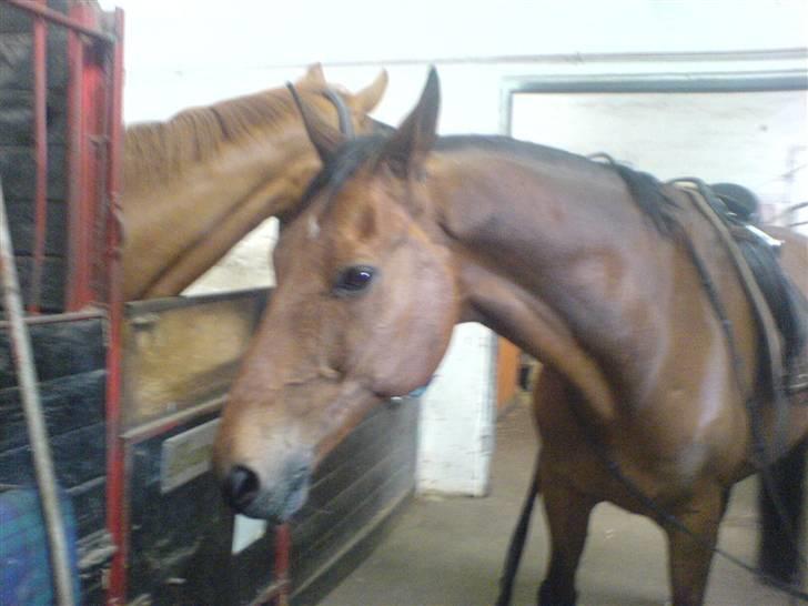 Anden særlig race Ramses Aflivet :'( - Kong Ramses billede 6