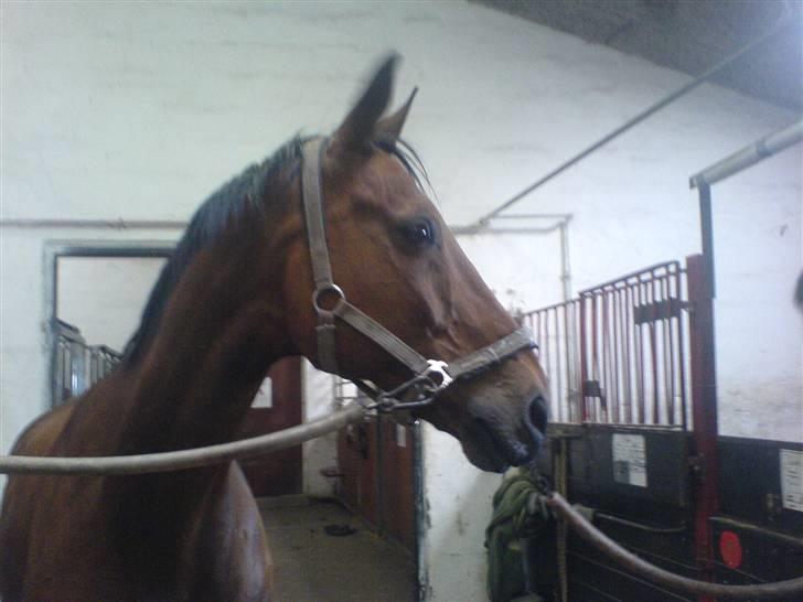 Anden særlig race Ramses Aflivet :'( - Da vi skulle hjem... Var han bare mega dejlig <´3 billede 7