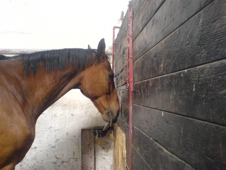 Anden særlig race Ramses Aflivet :'( - Er du tørstig? :D billede 8