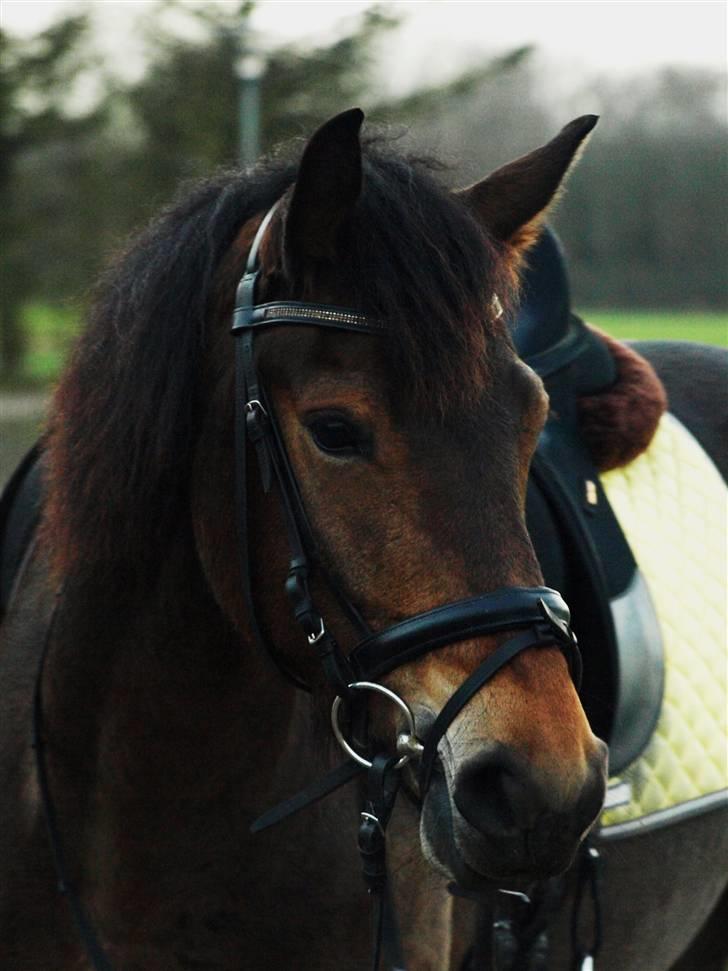 Anden særlig race Victoria - Victoria billede 9