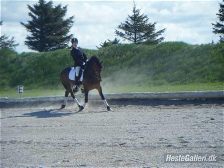 Anden særlig race Victoria - På banen i dressur på Vittrup (: billede 10