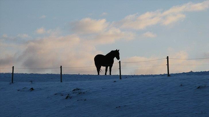 Anden særlig race Claus - Claus i den smukke aftensol d. 1 dec 2010. Foto: Søster billede 1