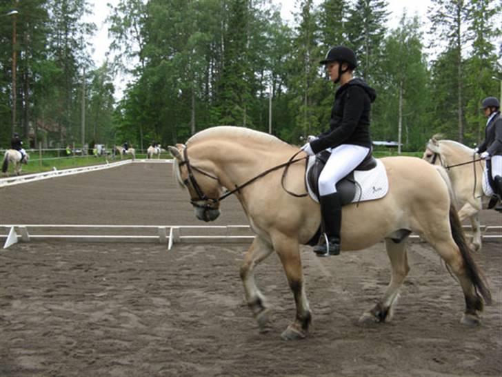 Fjordhest Mastrup Zigo DK - Masi attending a competition for Fjordhorses at Kiljava, Summer 2007. billede 4