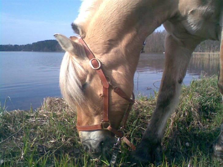 Fjordhest Mastrup Zigo DK - Masi enjoying the spring 2008. billede 5
