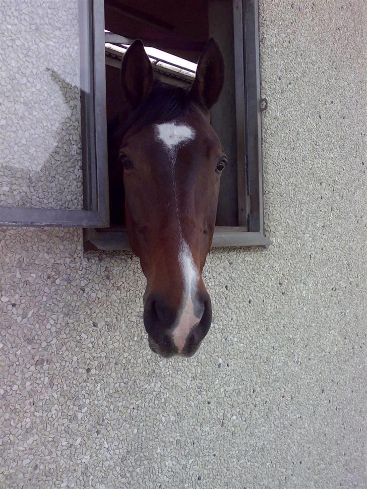 Dansk Varmblod Ledets Athos (aflivet) billede 6