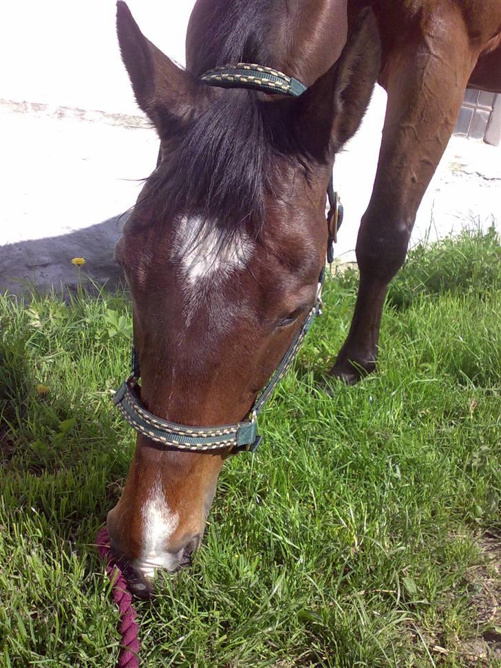 Dansk Varmblod Ledets Athos (aflivet) billede 7