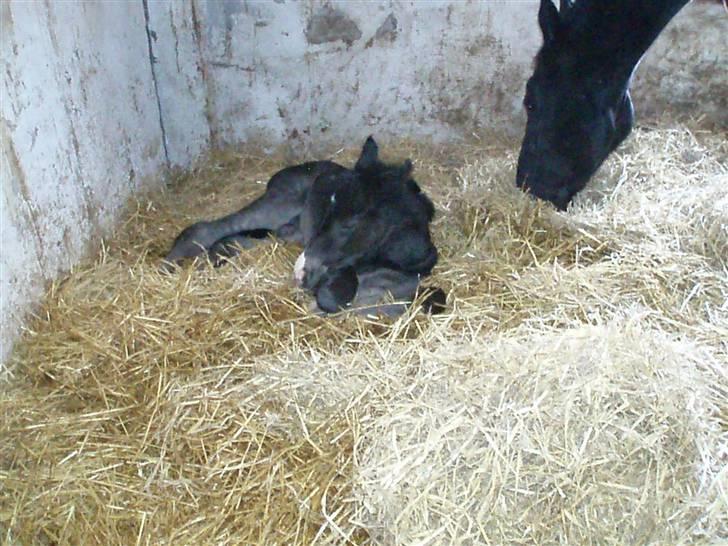 Oldenborg Matador Vestermølle - den nyfødte i sin boks  billede 1