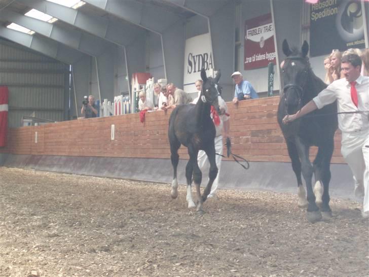 Oldenborg Matador Vestermølle - smukke bassen til følskue  billede 2