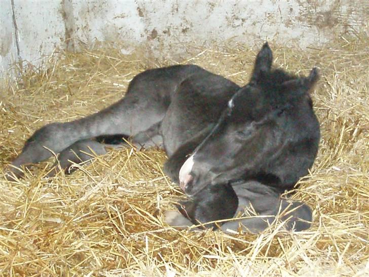 Oldenborg Matador Vestermølle - nærbillede af den nyfødte i sin boks billede 3