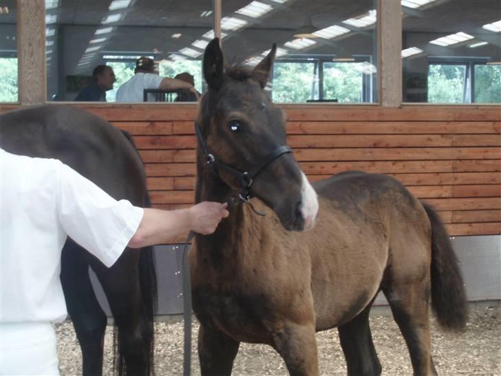 Oldenborg Matador Vestermølle - til følskue  billede 4