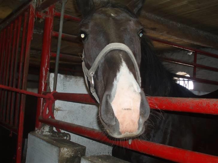 Oldenborg Matador Vestermølle - han er lige indenfor og imens kigger han over sin boks billede 5