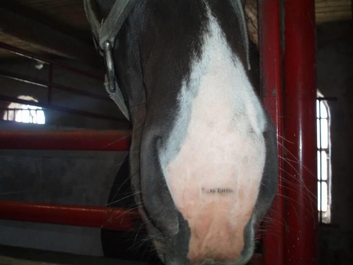 Oldenborg Matador Vestermølle - se min næse er den ikk smuk billede 6