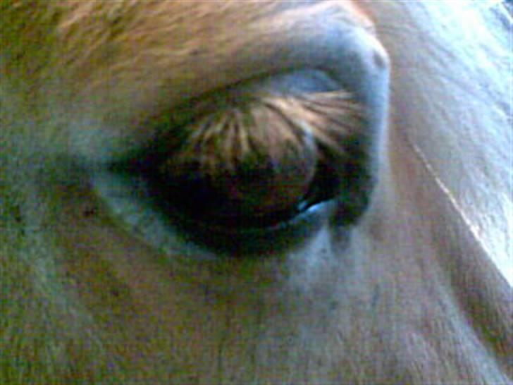 Fjordhest Mastrup Zigo DK - The wise eye. billede 13