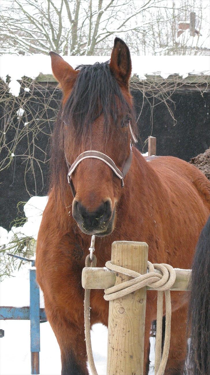 Anden særlig race Claus - Min Mammut :)  billede 11
