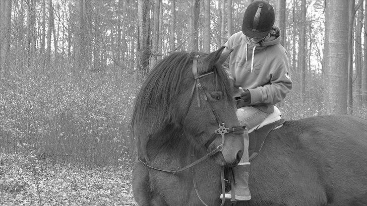 Anden særlig race Claus - Nytårstur, D. 31.12.09. Foto: Søster billede 16