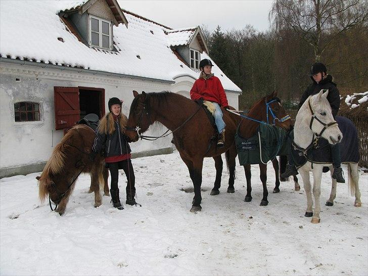 Anden særlig race Claus - Juletur D. 24.12.09. Stjani, Claus, Lyricah og Chiara. Foto: Søs billede 14
