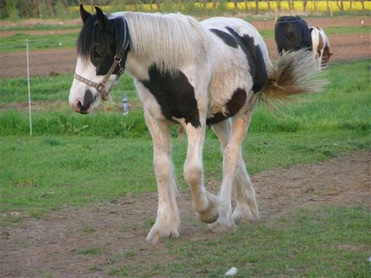 Tinker Ulvebakgaard Iris - Solgt billede 19