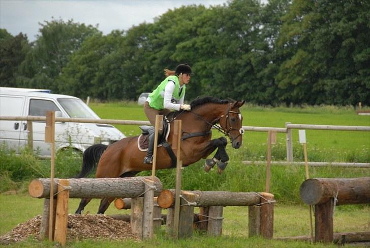 Hannoveraner AK's Picasso  billede 8