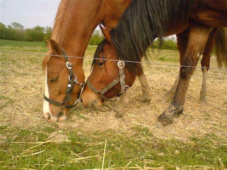 Welsh Pony af Cob-type (sec C) Midnight <3 - to eksempler på hvad jeg ikke kan leve uden:')<3  billede 4