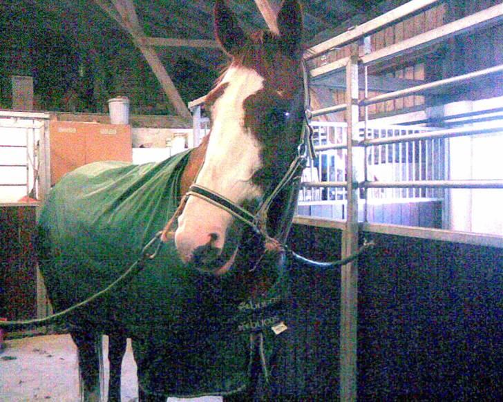 Frederiksborg Chaplin R.I.P<3 billede 6