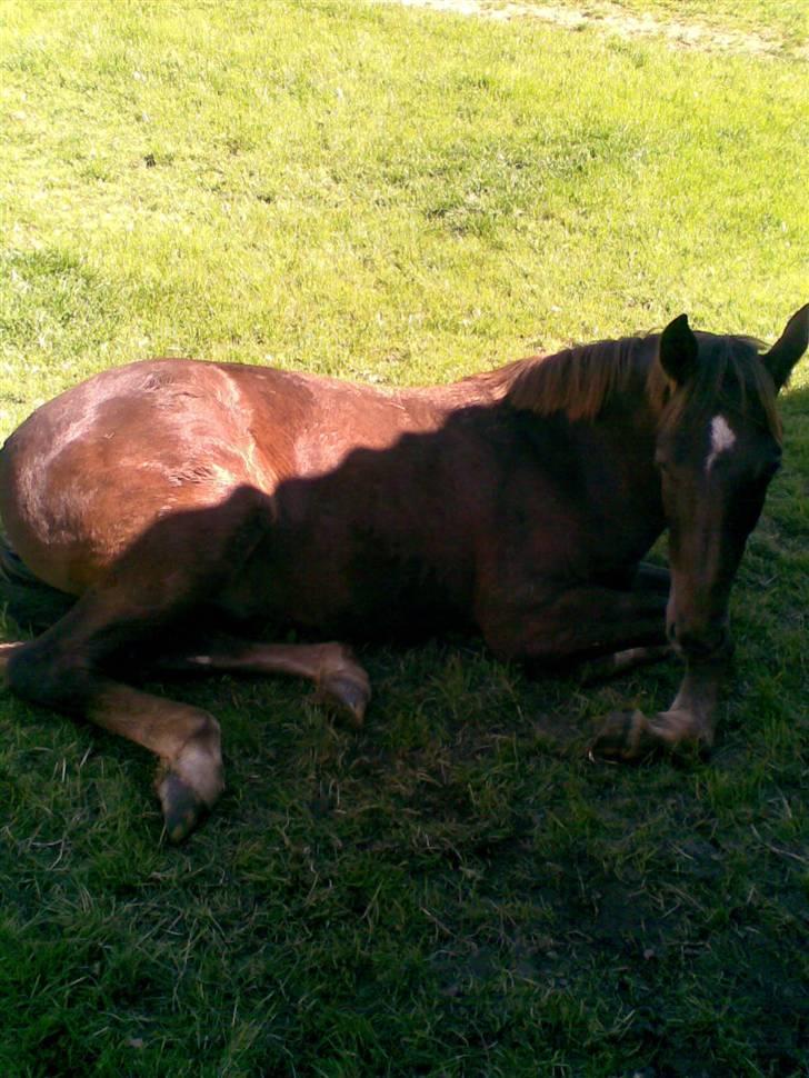 Anden særlig race Bremerholm´s Sunshine - en varm sommerdag. FOR varm ;) billede 9