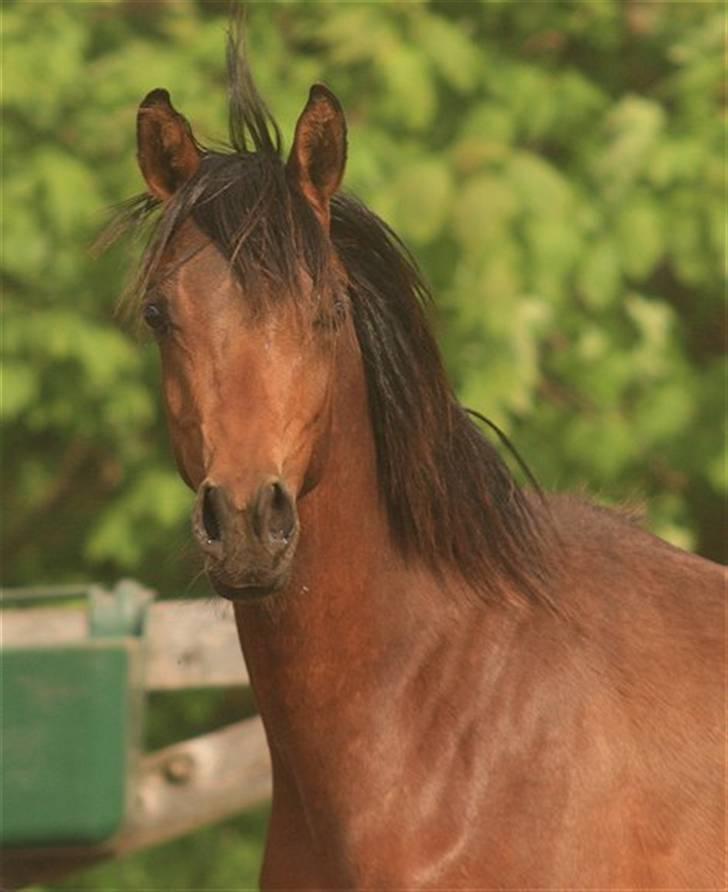 Arabisk fuldblod (OX) D. Dancing Miracle -SOLGT billede 1