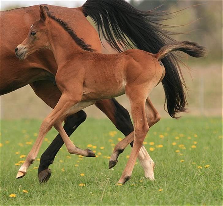 Arabisk fuldblod (OX) D. Dancing Miracle -SOLGT billede 2