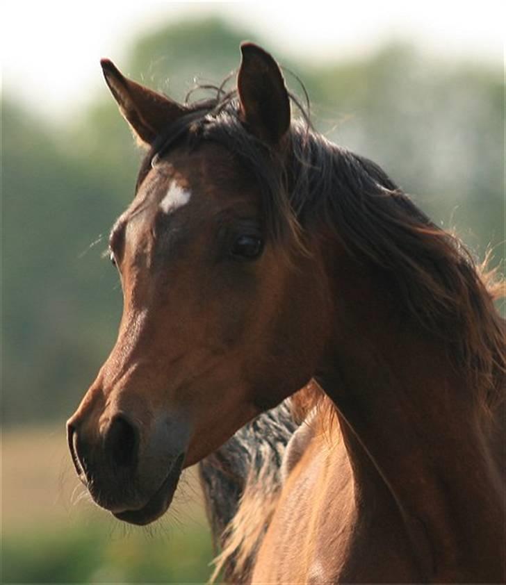 Arabisk fuldblod (OX) D. Dancing Miracle -SOLGT billede 3