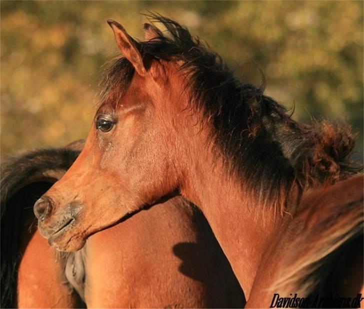 Arabisk fuldblod (OX) D. Dancing Miracle -SOLGT billede 4