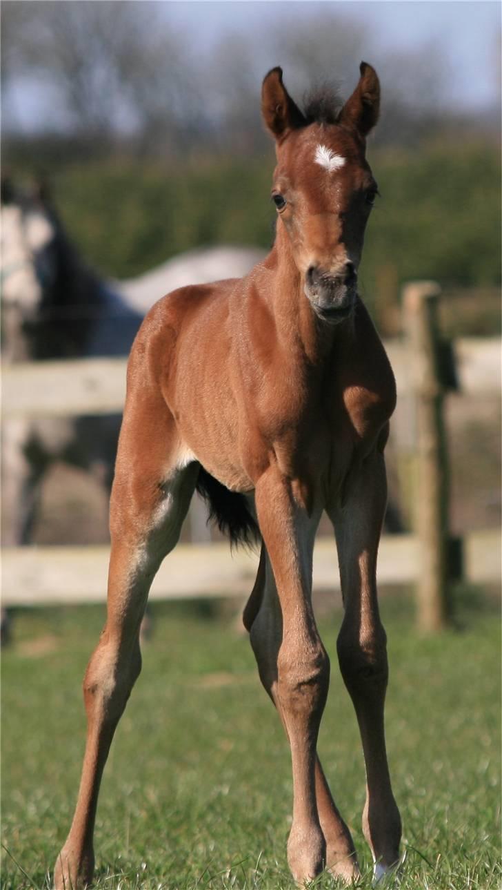 Arabisk fuldblod (OX) D. Dancing Miracle -SOLGT billede 5