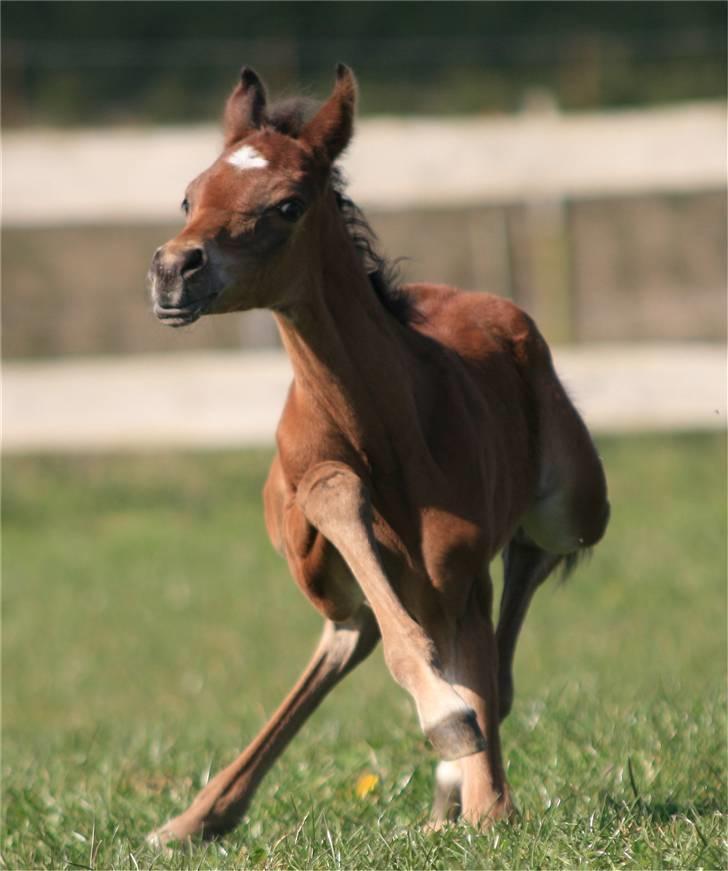 Arabisk fuldblod (OX) D. Dancing Miracle -SOLGT billede 6