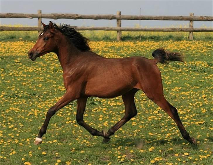Arabisk fuldblod (OX) D. Dancing Miracle -SOLGT billede 7