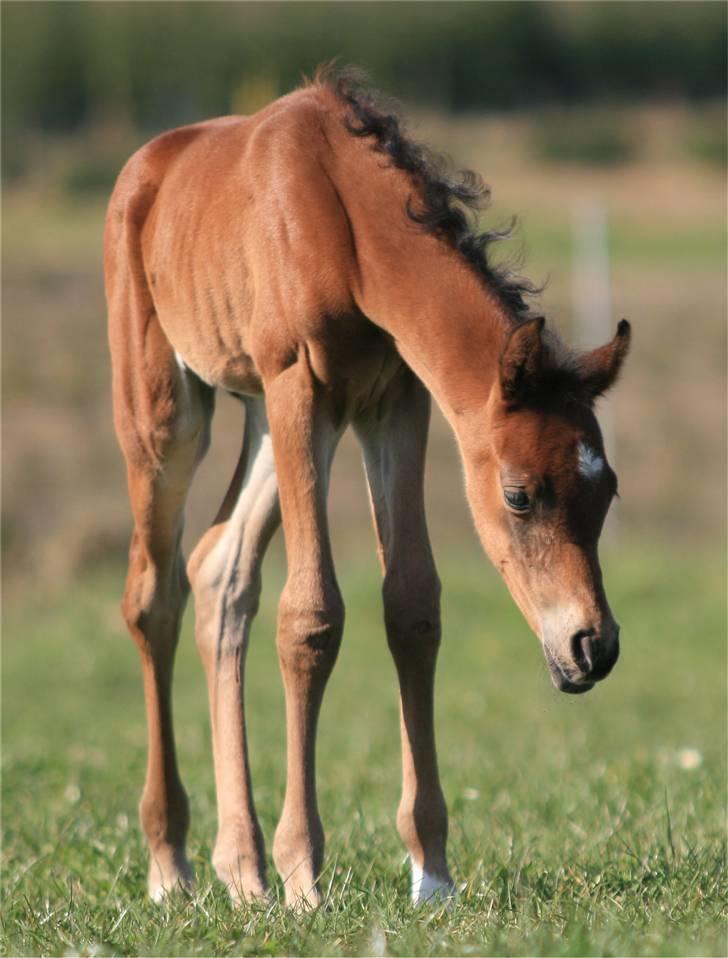 Arabisk fuldblod (OX) D. Dancing Miracle -SOLGT billede 8