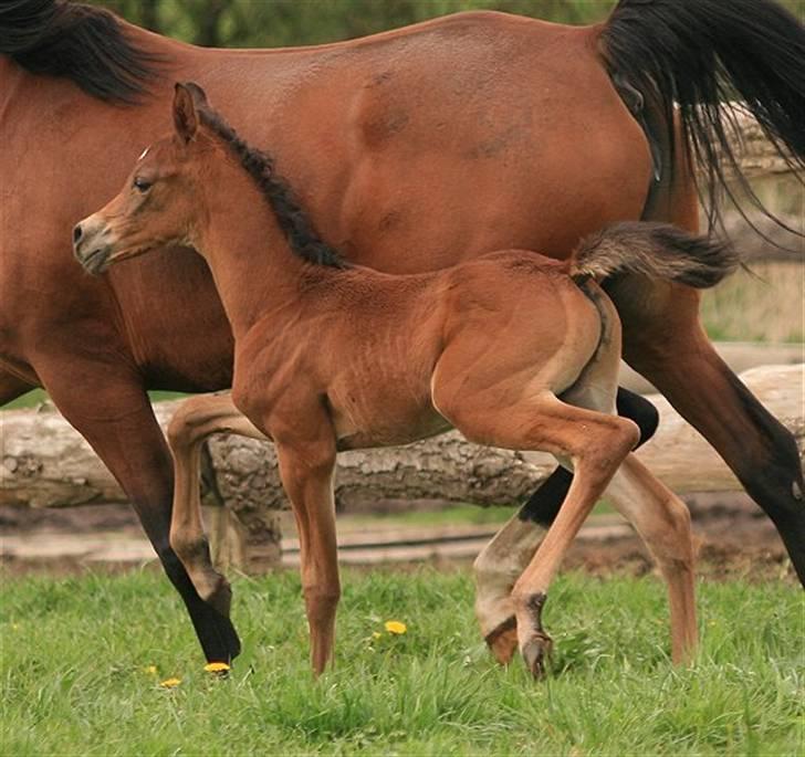 Arabisk fuldblod (OX) D. Dancing Miracle -SOLGT billede 9