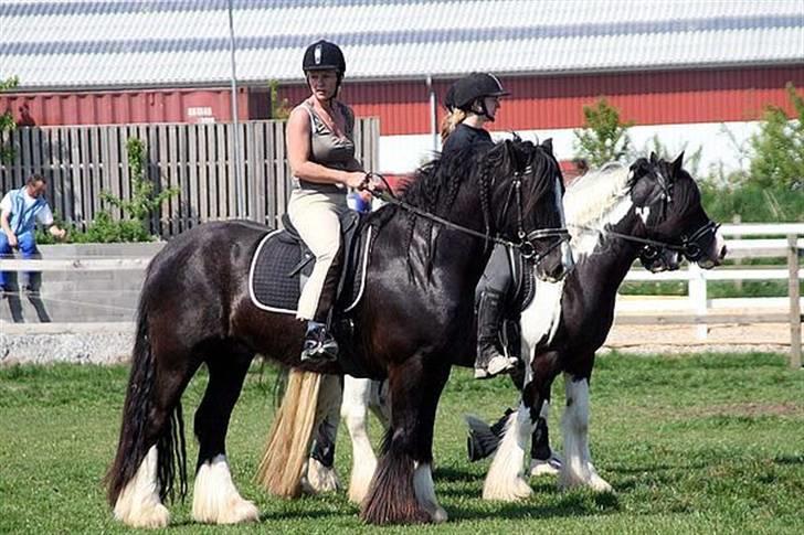 Irish Cob Sir Elton - smuk dreng billede 19