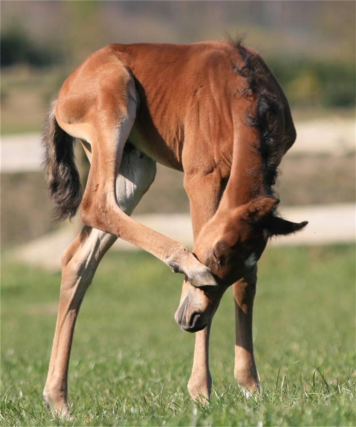 Arabisk fuldblod (OX) D. Dancing Miracle -SOLGT billede 10