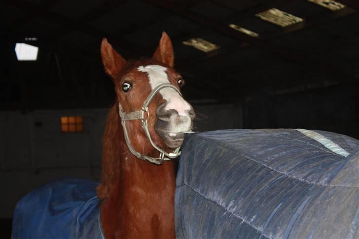 Anden særlig race Bounty - Han er en rigtig bølle! XD fotograf: Mia Rosenlyst. 2008 billede 8