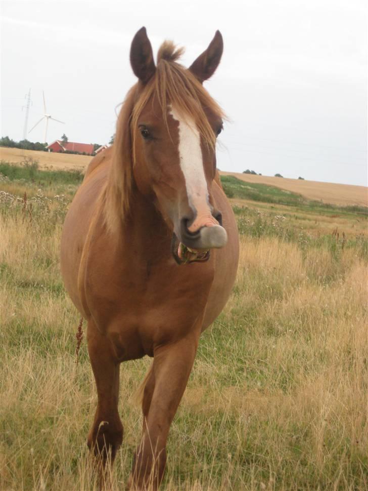 Anden særlig race Bounty - Skøre Bounty <3 2009 billede 9